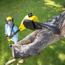 Best Tree Fertilization  in Saukville, WI