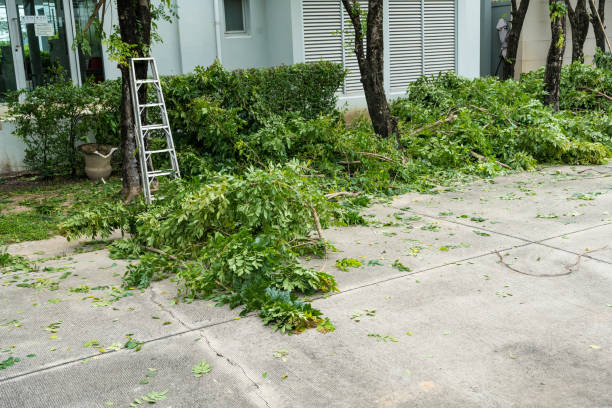 Best Tree Trimming and Pruning  in Saukville, WI